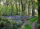 Industry experts to deliver woodland management course