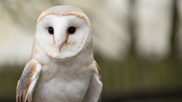Barn Owl - Sean Mc Gee (1) Barn Owl - Sean Mc Gee (1)