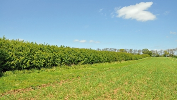 Hedge -and -brood -rearing -strip -at -the -allerton -project Hedge -and -brood -rearing -strip -at -the -allerton -project