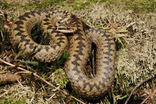 Benny _Trapp _Vipera _berus -768x 511 Benny _Trapp _Vipera _berus -768x 511