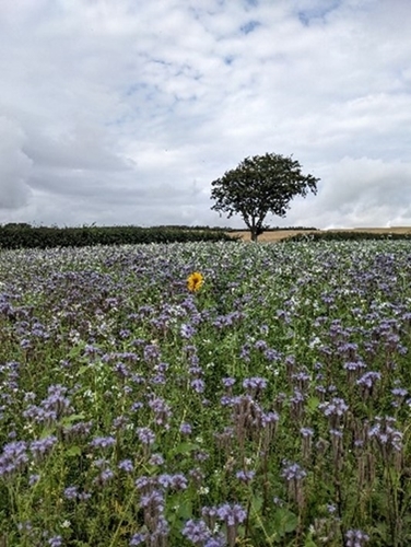 One of the sampled habitats on Gilston Farm: a cover crop filled with flowers such as phacelia and sunflowers One of the sampled habitats on Gilston Farm: a cover crop filled with flowers such as phacelia and sunflowers