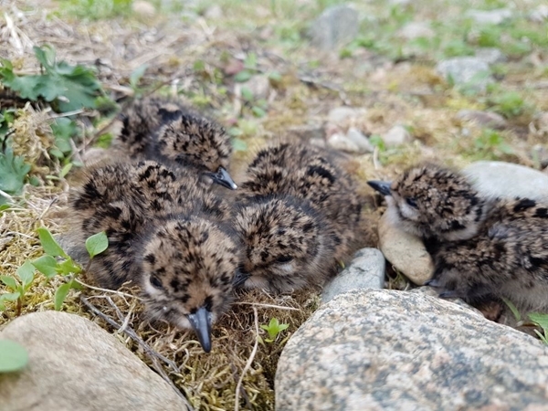 Days Old Lapwing Chicks Days Old Lapwing Chicks