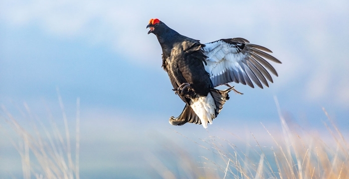 GWCT Scotland Strategic Overview 2025