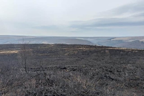 After wildfire After wildfire