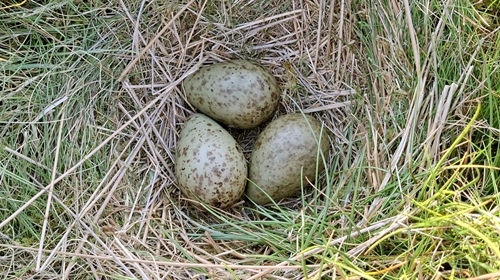 Curlew -eggs -on -duke -of -norfolks -estate -in -north -yorkshire -later -taken -to -peppering -for -headstarting -flip