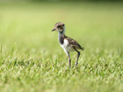 BBC Radio Scotland looks at wader research at Auchnerran