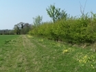 Cowslips Secure Reprieve