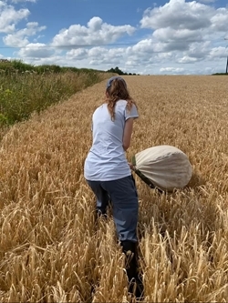 Sweep Netting For Corn Bunting Diet Ellie Ness 24625