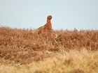 Driven Grouse Shooting debate: recognising the science