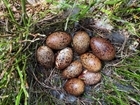 Factors influencing maternal condition in red grouse