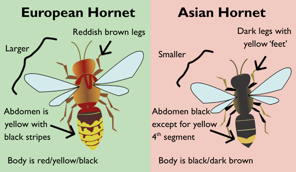 Asian Hornet identification Asian Hornet identification