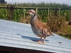 How to get a good return on your partridge releases