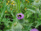 Bees are far more than a summer soundtrack