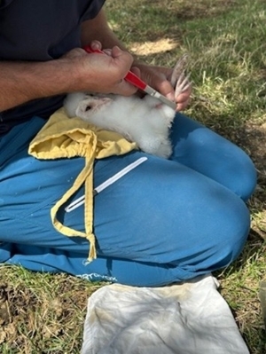 Ringing barn owl Ringing barn owl