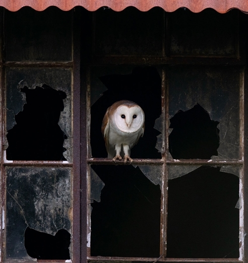 Barn owl in pump house at Plain Farm Cottages (Oly Berriman)