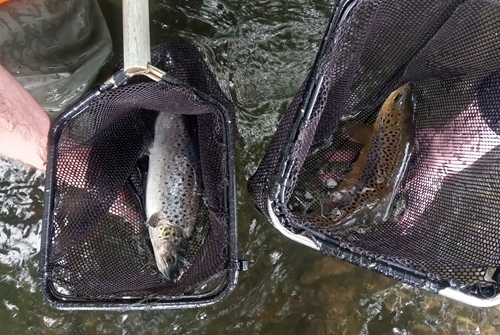 Netted sea and brown trout