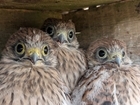 Kestrels, cameras and conservation: Lessons from a year in the field