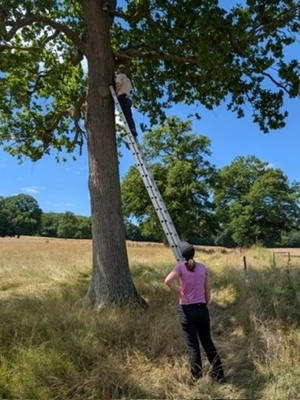 Nest box installation