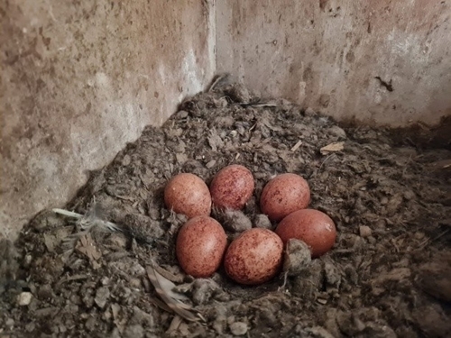 Kestrel eggs in nest box
