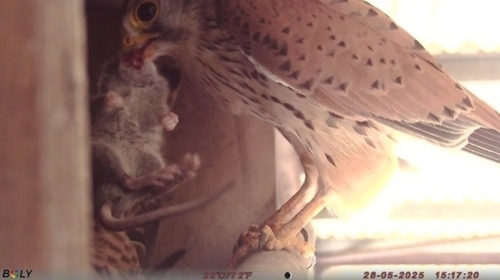 Kestrel returning with small mammal