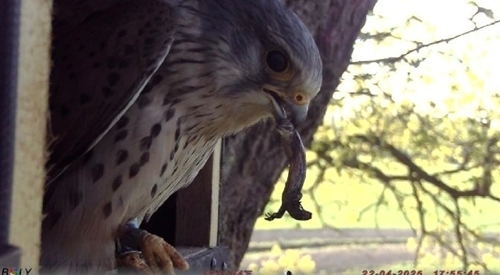Kestrel returning with lizard