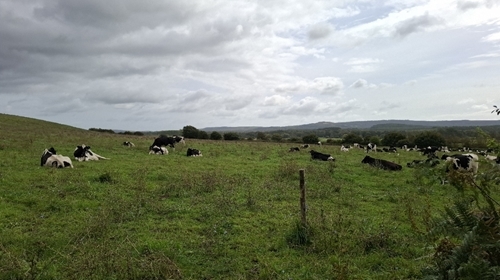Cows By River Cows By River