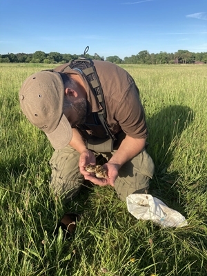 Rupert Brewer with brood of redshank chicks