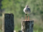 Redshank in the Avon Valley: A 2025 success story