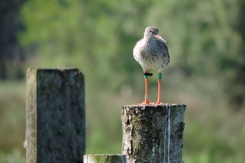 Redshank (Lizzie Grayshon)