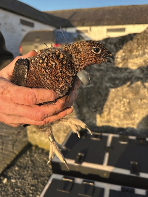 Tagged Grouse HAppleby Tagged Grouse HAppleby