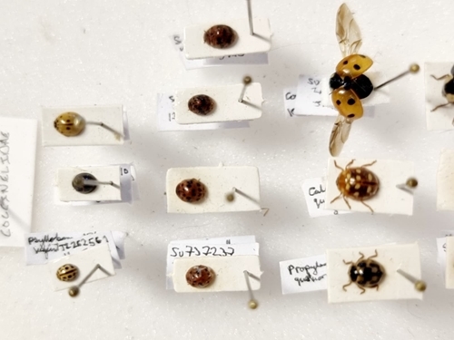 Ladybird Collection 1 Jayna