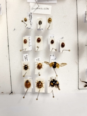 More Ladybird Collection Jayna