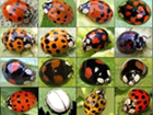 Invited or Invaders? What we know about the non-native Harlequin vs our home-grown ladybirds