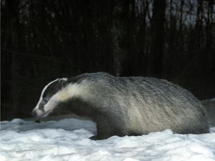 Badger In Snow Canva