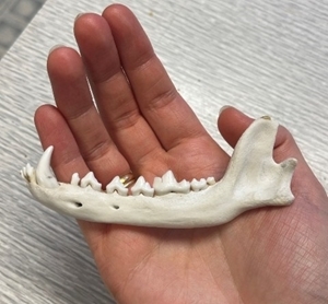 Fox jaw