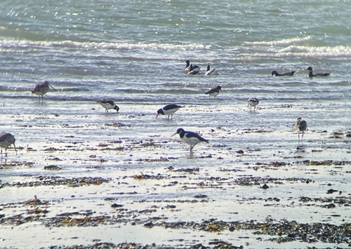 Waders foraging at Lepe