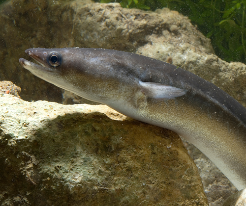 European Eel European Eel