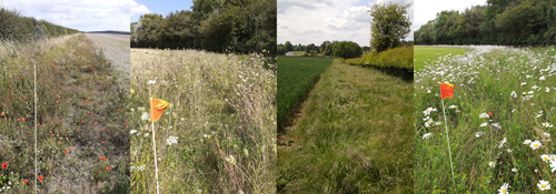 Farmer Cluster Scenery Farmer Cluster Scenery