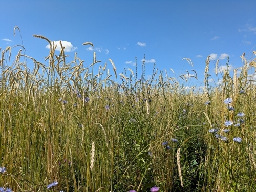 Balgonie Grey Partridge Mix Balgonie Grey Partridge Mix