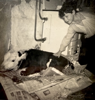 Owen Williams And Sickly Calf.