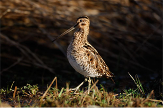 Snipe Laurie Campbell