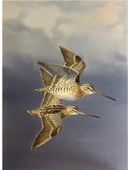 Snipe Watercolour Owen Williams