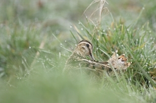 Common Snipe 11 L.Campbell