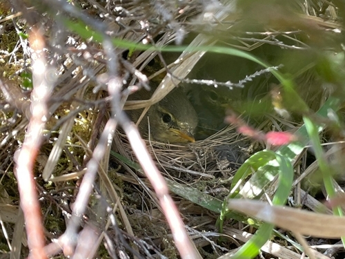 Willow Warbler Big Chicks - Ellie Ness
