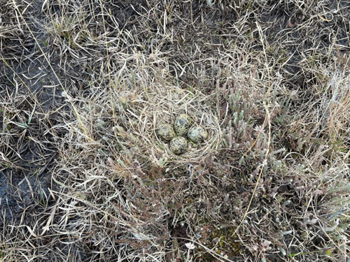 Lapwing Nest Ellie Ness