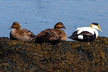 Common Eider Ducks