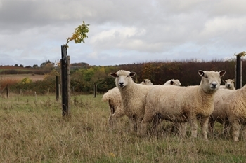 Sheep agroforestry