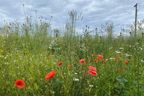 PepsiCo FAB (Credit Amy Mason)