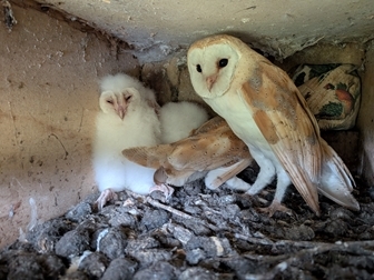Barn Owls Francis Buner