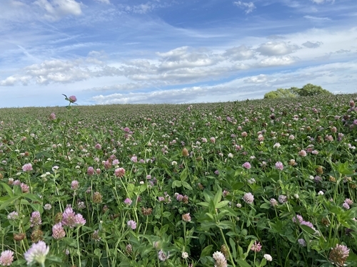 AB15 Legume Fallow Pond Field Allerton AB15 Legume Fallow Pond Field Allerton